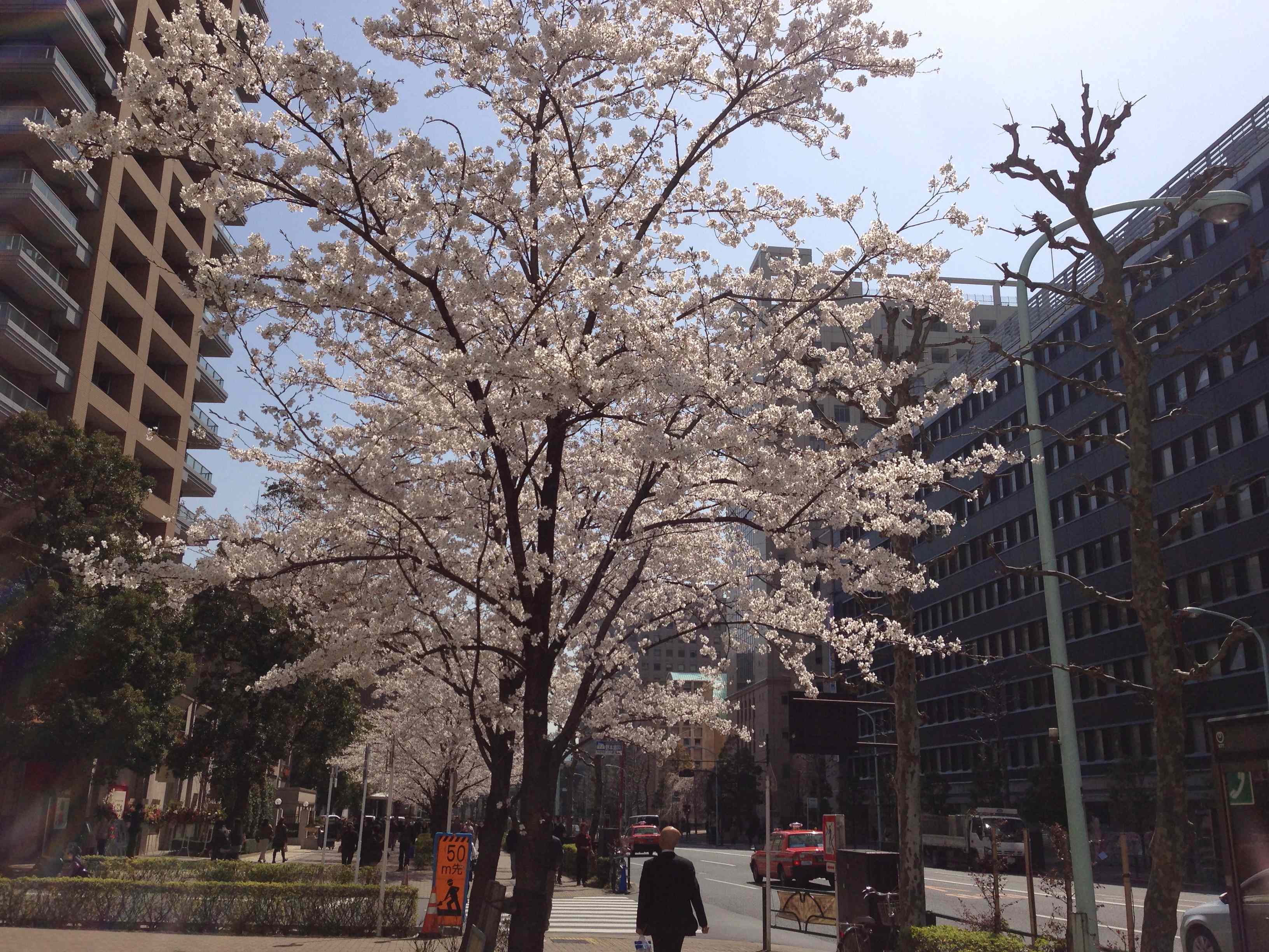 白山通り桜2